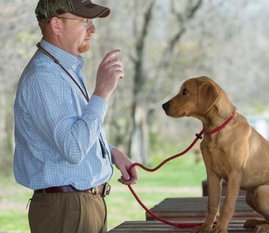 Slowly does it with puppies A puppy being trained.