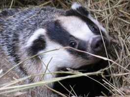 End the cull by taking the consultation, says county wildlife group Badger cull.