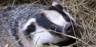 End the cull by taking the consultation, says county wildlife group Badger cull.