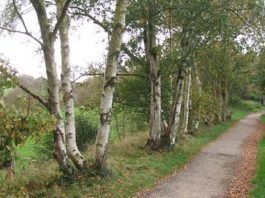 Mayor’s ‘safe town’ message after teen assaulted on Biddulph Valley Way The Biddulph Valley Way.