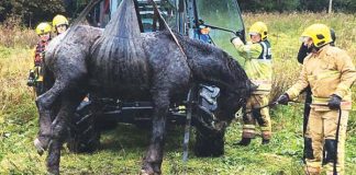 Trapped horse lifted to safety Trapped horse.
