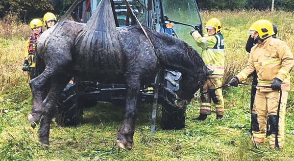 Trapped horse lifted to safety