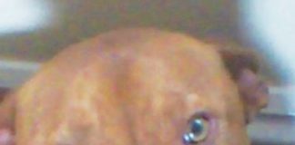 Suspended sentence for Cheshire woman who starved dog to death A photo of a dog that was starved to death by its owner - RSPCA prosecution.