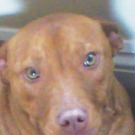 Suspended sentence for Cheshire woman who starved dog to death A photo of a dog that was starved to death by its owner - RSPCA prosecution.