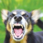 danger dogs on leads cong