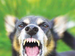 Warning to owners on danger of mixing dogs and livestock A German Shepherd baring its teeth.