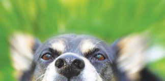 Warning to owners on danger of mixing dogs and livestock A German Shepherd baring its teeth.