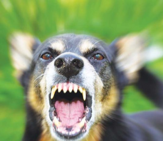 Warning to owners on danger of mixing dogs and livestock A German Shepherd baring its teeth.