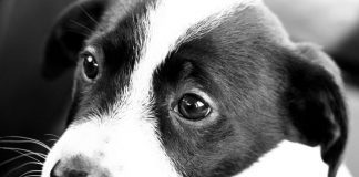 ‘Be vigilant but not fearful’, dog owners reassured after thefts A puppy.