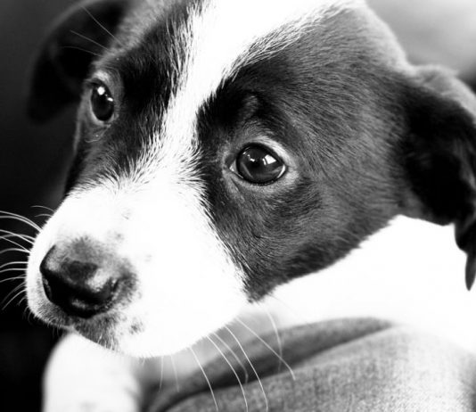 ‘Be vigilant but not fearful’, dog owners reassured after thefts A puppy.