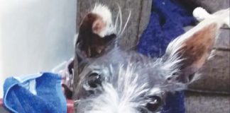 Can you rehome this real softy? RSPCA appeal.