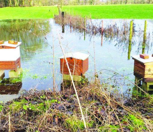 Cheshire theatre stung by beehive thefts Beehives stolen from Clonter Opera, Swettenham.