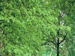 Bluebell walks at Rode Rode Hall bluebell walks.