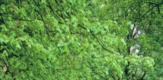 Bluebell walks at Rode Rode Hall bluebell walks.