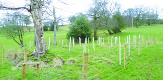 Covid fails to halt determined tree group volunteers