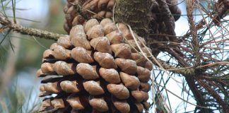 Councillors axe second attempt to fell pine tree Pine Tree.