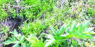 Warning after giant hogweed spotted at Biddulph Valley Way giant hogweed.