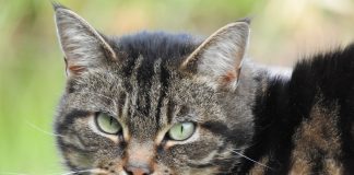 Vet’s bid to highlight rare condition in cats Rare cat virus.
