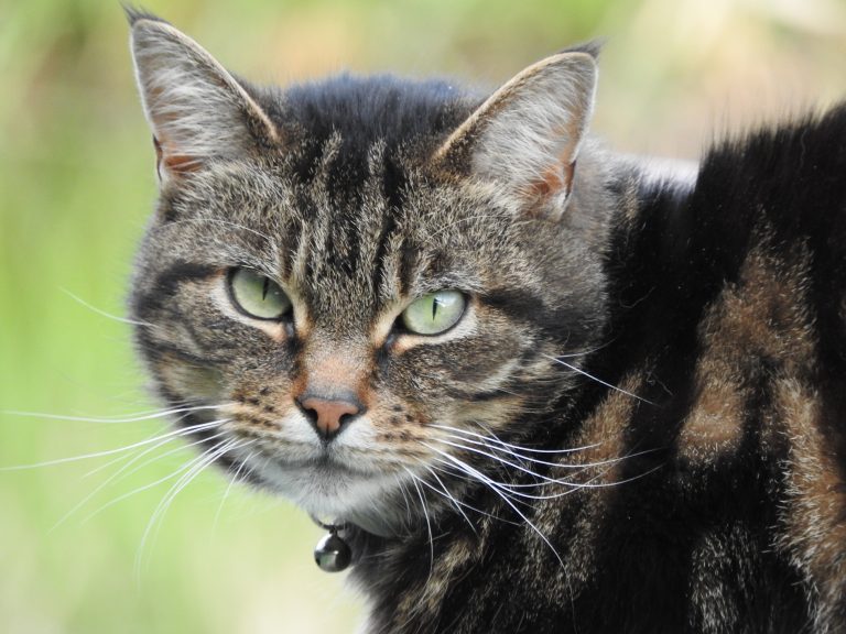 Vet’s bid to highlight  rare condition in cats