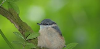 Three free guides for people who want to walk wildlife corridor Sandbach nature guides.