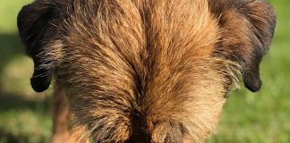 Hot dogs are woofing down new ice cream Dog eating ice cream