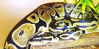 Outreach zoo needs a new home for its animals One of Zoo2U's snakes