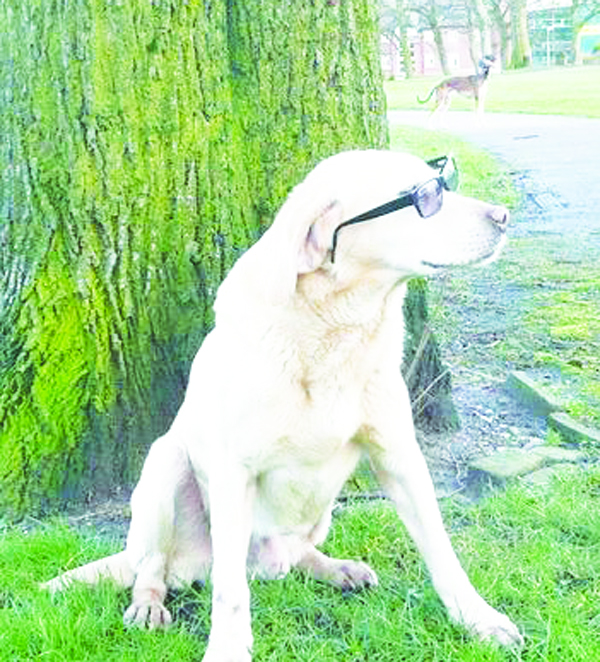 How to choose and train a rescue dog