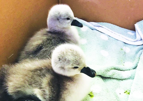 Two cygnets, that experts said hatched just 24 hours before their mother's death, were rescued by the RSPCA.