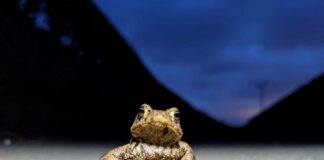 Toad patrollers hop to it in busy season Toad patrol.