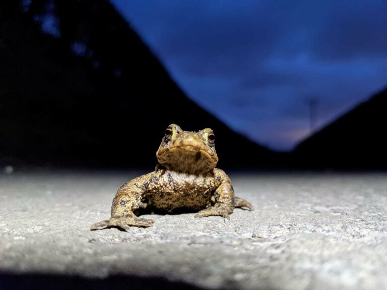 Toad patrol.