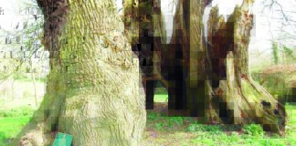 Local oak in running for tree of the year