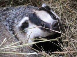 Badger cull ‘should end now, not by 2029’
