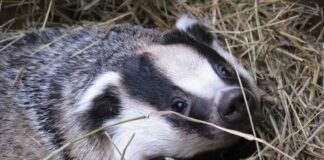 Badger cull ‘should end now, not by 2029’