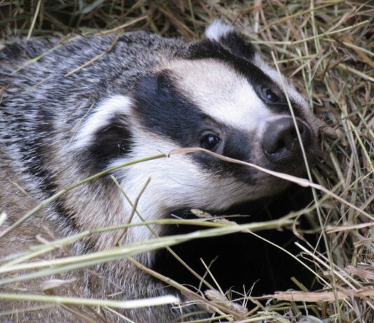 Badger cull ‘should end now, not by 2029’