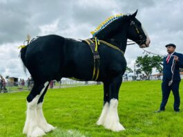 Shires could have lucky trump card at top show