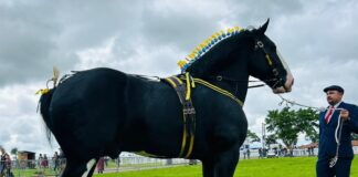 Shires could have lucky trump card at top show
