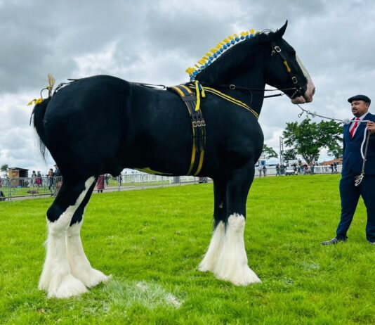 Shires could have lucky trump card at top show