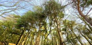 Walking trail relaunch offers business boost