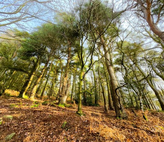Walking trail relaunch offers business boost