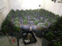 Cannabis farm found