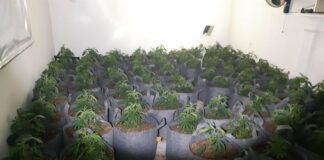 Cannabis farm found