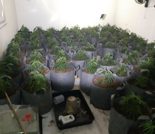 Cannabis farm found