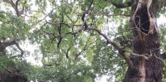 A Scottish youngster beats Marton veteran