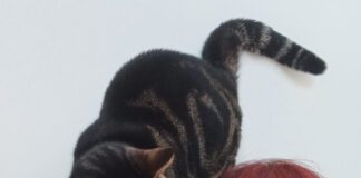 After cats she does look / Her odes are now in a book Julie O'Reilly.