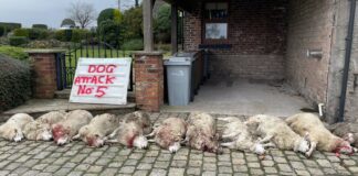 NFU and police issue warning after sheep attacks increase Sheep attacks.