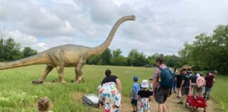 Dino disaster as T Rex is turfed out of Tatton