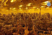Weed farm man lied about captivity