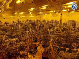 Weed farm man lied about captivity