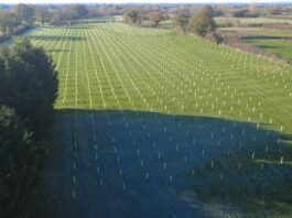 Council celebrates as it hits tree-planting target