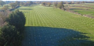 Council celebrates as it hits tree-planting target
